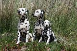 DALMATIEN 303